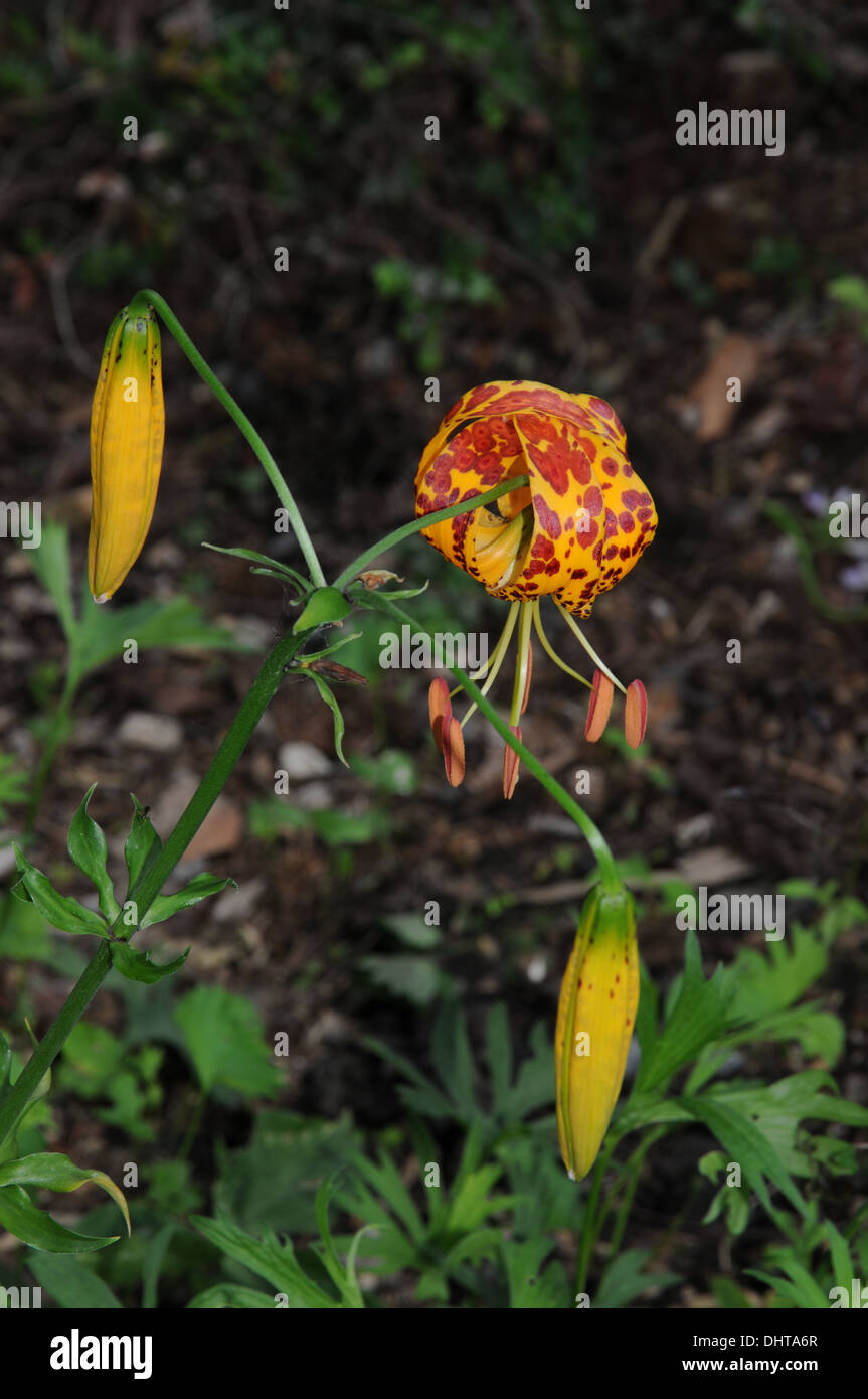 Humboldt`s lily Stock Photo